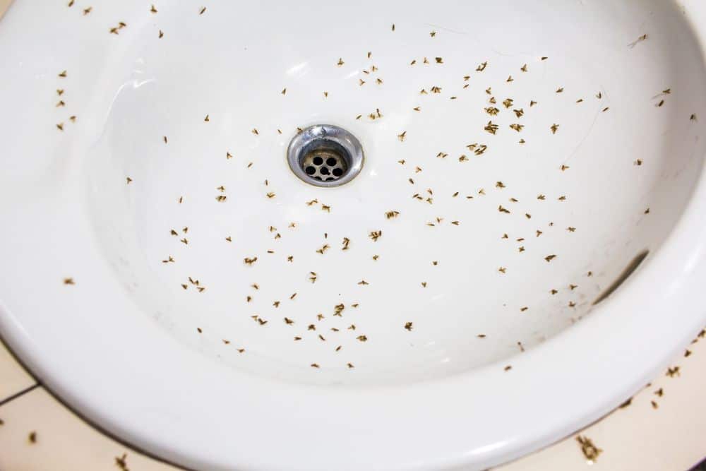 Image presents [5 Tips] How to get Rid of Drain Flies